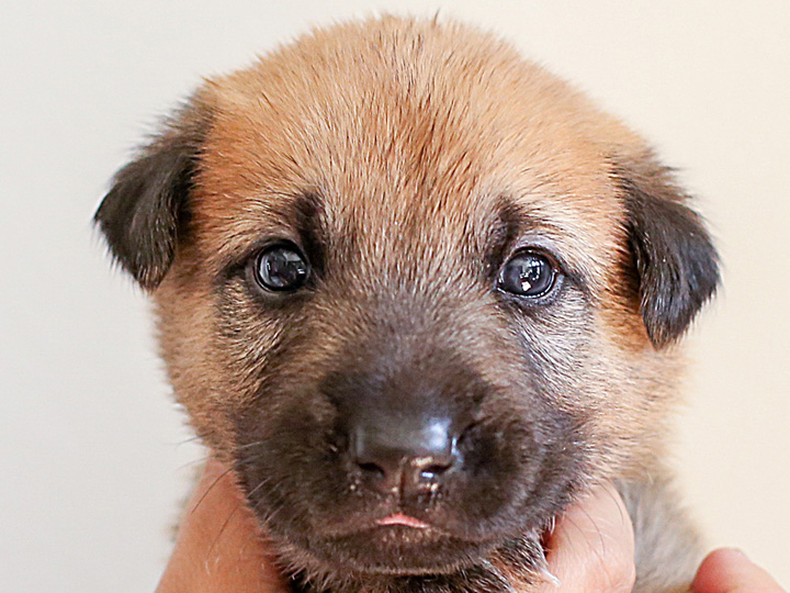 chinook puppy